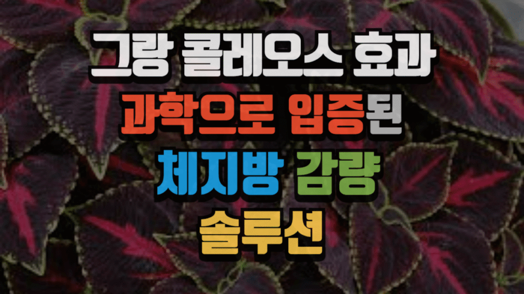 그랑 콜레오스 효과 : 과학으로 입증된 체지방 감량 솔루션 (2025 최신) 2 그랑 콜레오스 효과 : 과학으로 입증된 체지방 감량 솔루션 (2025 최신)