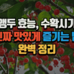 앵두 효능, 수확시기, 집에서 맛있게 즐기는 방법 (2025 최신) 3 앵두 효능, 수확시기, 그리고 진짜 맛있게 즐기는 법 (2025 최신)