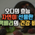 오디의 효능, 자연이 선물한 블랙베리의 건강 비밀 (2025 최신) 5 오디의 효능, 자연이 선물한 블랙베리의 건강 비밀