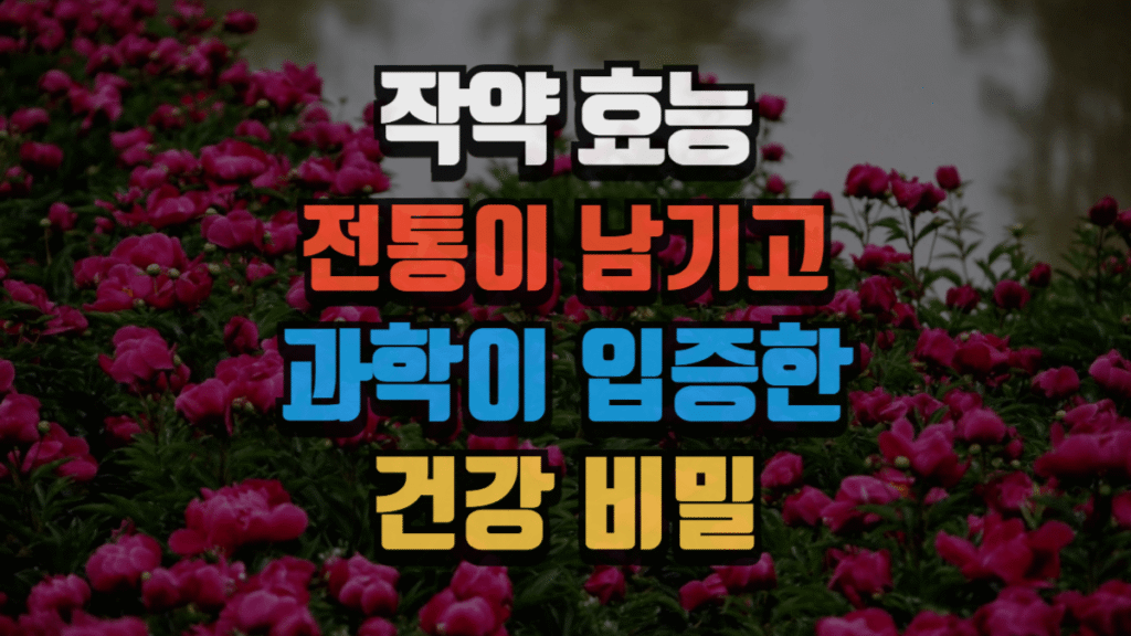 작약 효능, 전통이 남기고 과학이 입증한 건강 비밀 (2025 최신) 2 작약 효능, 전통이 남기고 과학이 입증한 건강 비밀 (2025 최신)